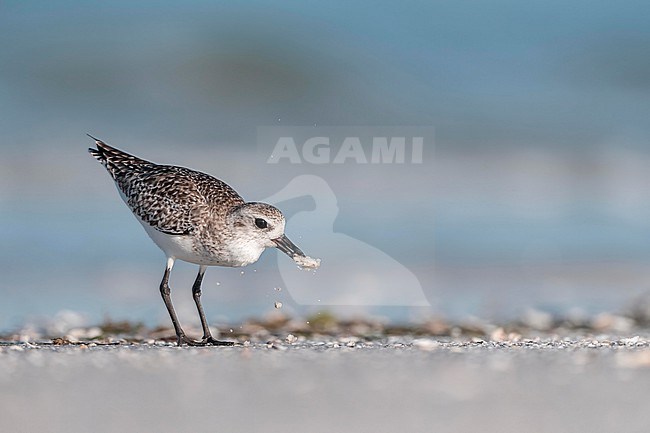  stock-image by Agami/Marcel Burkhardt,