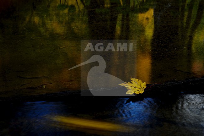 Geel gekleurd esdoorn blad, Yellow coloured Acer leaf stock-image by Agami/Rob de Jong,