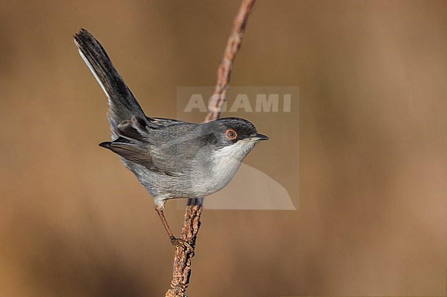 Sardinian Warbler (Sylvia melanocephala) male wintering in Italy and perched on a twig stock-image by Agami/Daniele Occhiato,