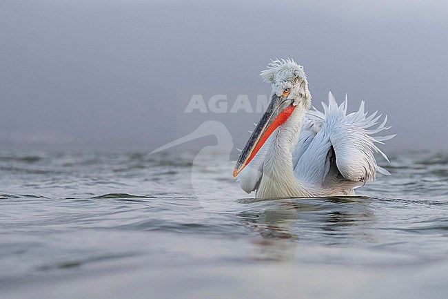Dalmatian Pelican (Pelecanus crispus) in breeding plumage sitting on the water of lake Kerkini in Greece. stock-image by Agami/Marcel Burkhardt,