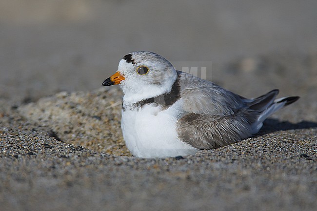 Adult breeding on nest
York Co., ME
June 2006 stock-image by Agami/Brian E Small,