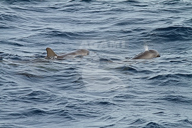 Pygmy Killer Whale (Feresa attenuata) a poorly known and rarely seen oceanic dolphin. stock-image by Agami/Pete Morris,