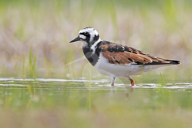 Ruddy Turnstone (Arenaria interpres), side view of an adult male standing in the water, Campania, Italy stock-image by Agami/Saverio Gatto,