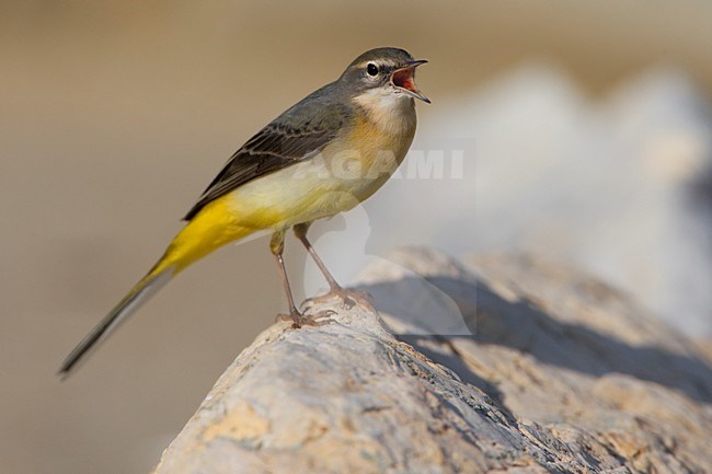 Grote Gele Kwikstaart zingend op rots; Grey Wagtail singing on rock stock-image by Agami/Daniele Occhiato,