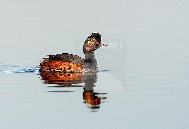 Adult Black-necked Grebe (Podiceps nigricollis) in breeding plumage swimming at the Groene Jonker near Nieuwkoop in the Netherlands. stock-image by Agami/Marc Guyt,