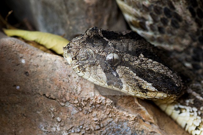 Puff Adder - Puffotter - Bitis arietans, Oman stock-image by Agami/Ralph Martin,