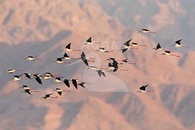 Steltkluut groep in vlucht, Black-winged Stilt group in flight on migration stock-image by Agami/Marc Guyt,