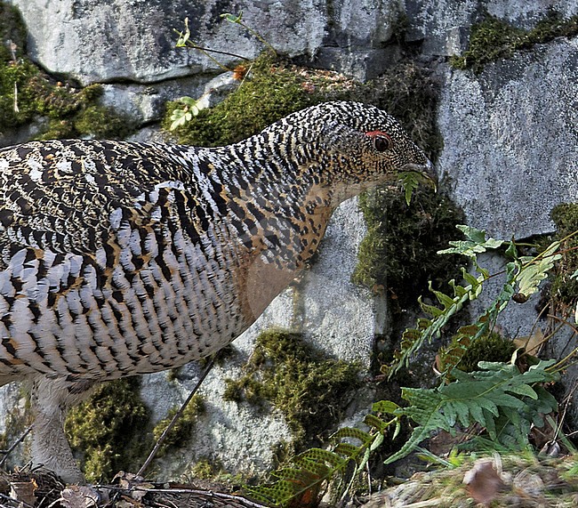 Vrouwtje Auerhoen foeragerend, Western Capercaillie female foraging stock-image by Agami/Markus Varesvuo,