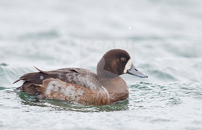 Scaup 2cy male(Aythya marila) Utö Finland February 2017 stock-image by Agami/Markus Varesvuo,
