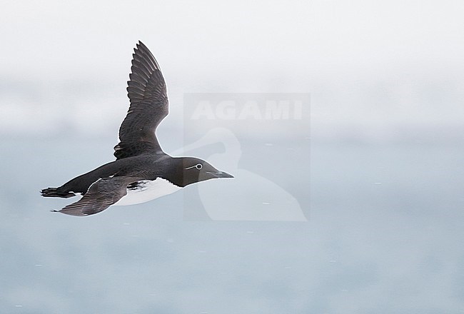 Guillemot (Uria aalge) Norway VardÃ¶ March 2016 stock-image by Agami/Markus Varesvuo,