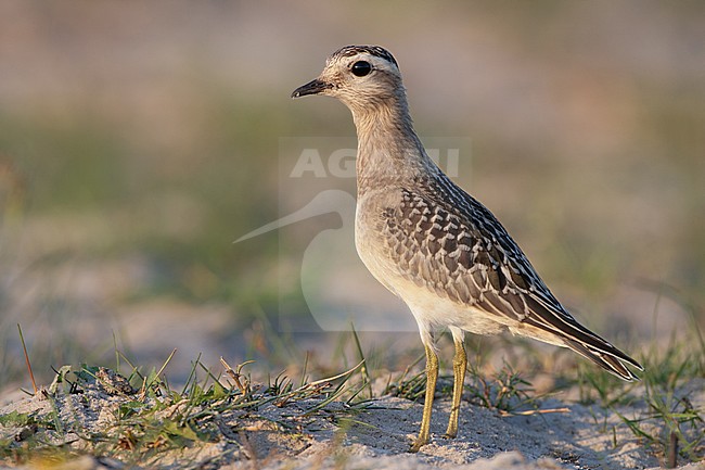 Eurasian Dotterel, Morinelplevier, Charadrius morinellus stock-image by Agami/Arie Ouwerkerk,