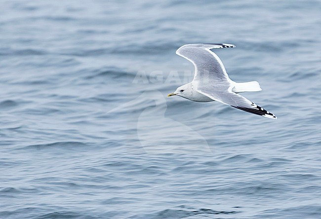 Adult Common Gull (Larus canus canus) flying low over the North Sea off Germany. stock-image by Agami/Ralph Martin,
