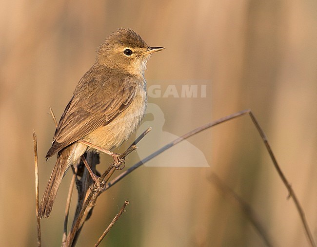 Booted Warbler - Buschspötter - Iduna caligata, Russia (Ural) stock-image by Agami/Ralph Martin,