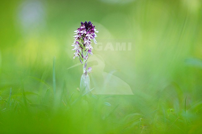 Burnt Orchid, Aangebrande orchis stock-image by Agami/Wil Leurs,
