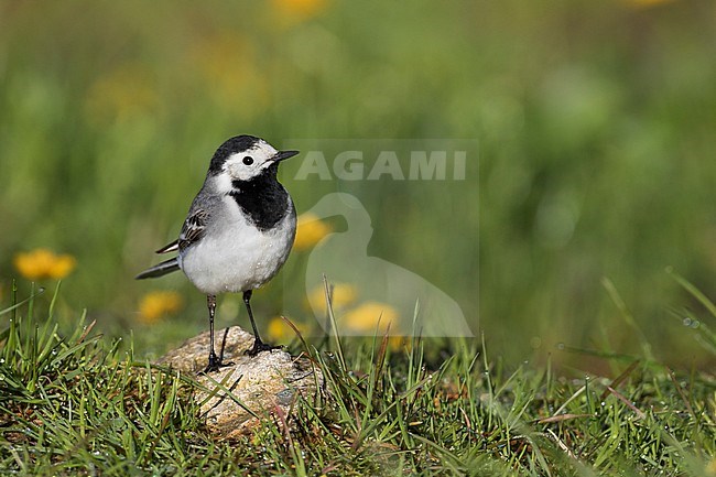 White Wagtail - Bachstelze - Motacilla alba ssp. alba, Germany stock-image by Agami/Ralph Martin,