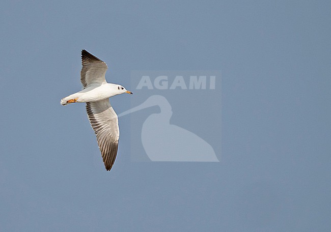 Brown-headed Gull (Larus brunnicephalus) wintering in Thailand. stock-image by Agami/Pete Morris,