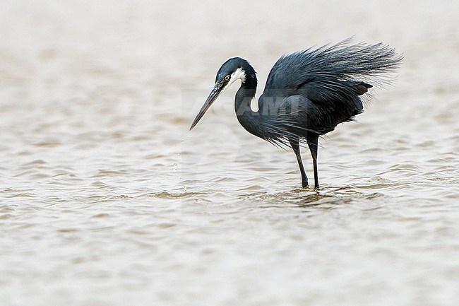 Breeding plumage Western Reef Heron, Egretta gularis, in Senegal. stock-image by Agami/Dani Lopez-Velasco,