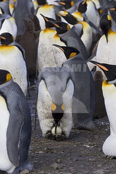 King Penguin adult with egg; KoningspinguÃ¯n volwassen staand met ei stock-image by Agami/Marc Guyt,