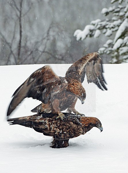 Steenarenden parend in de sneeuw; Golden Eagles mating in the snow stock-image by Agami/Markus Varesvuo,