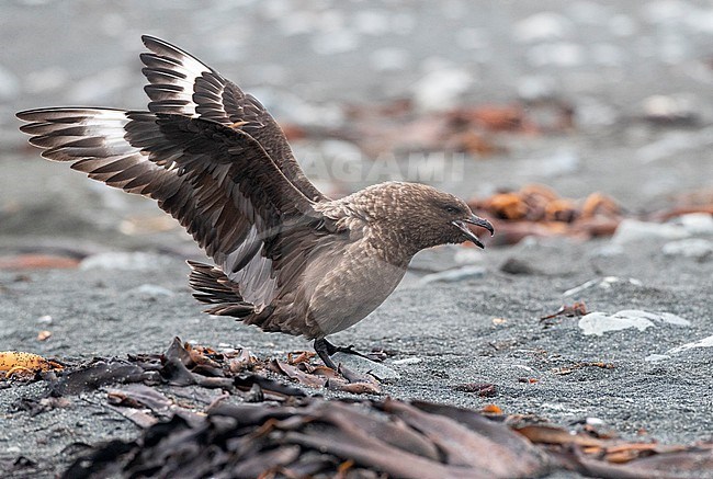Brown Skua (Stercorarius antarcticus lonnbergi) on the beach of Macquarie Island, Australia. With both wings held high and calling. stock-image by Agami/Marc Guyt,