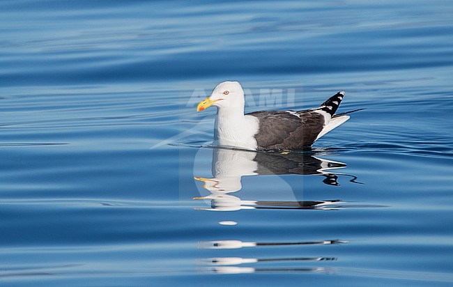 Adult Kelp Gull (Larus dominicanus antipodus) in New Zealand. Swimming at sea. stock-image by Agami/Marc Guyt,