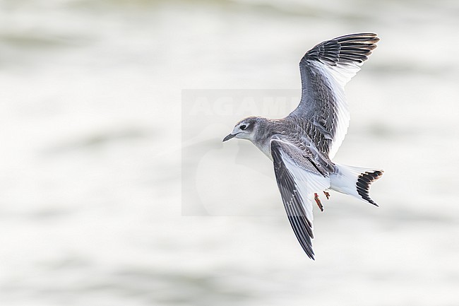 Vorkstaartmeeuw, Sabine's Gull, Xema sabini stock-image by Agami/Menno van Duijn,