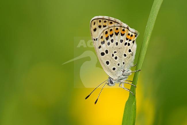 Bruine vuurvlinder, Sooty Copper stock-image by Agami/Rob de Jong,