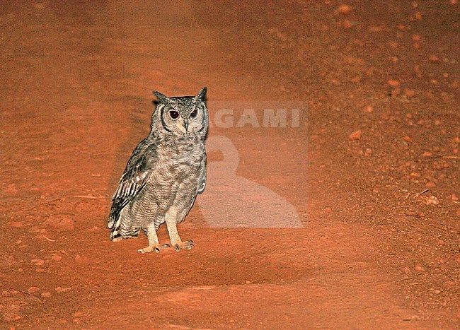 Greyish Eagle Owl (Bubo cinerascens) resting in the middle of the road in Uganda. stock-image by Agami/Pete Morris,