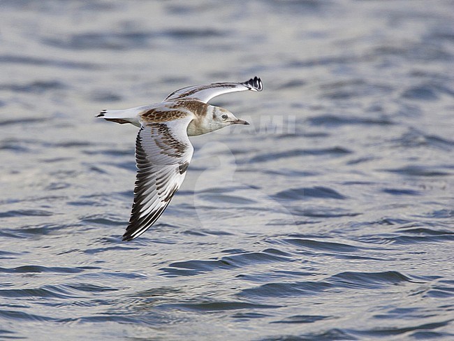 Onvolwassen Kokmeeuw, Common Black-headed Gull immature stock-image by Agami/Arie Ouwerkerk,