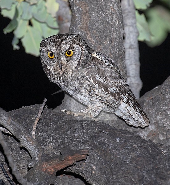 Cyprus Scops Owl (Otus cyprius) perched in a tree during the night on Cyprus. stock-image by Agami/Pete Morris,
