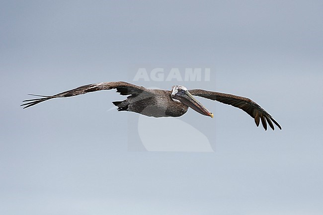 A brown pelican, Pelecanus occidentalis, in flight. South Plaza Island, Galapagos, Ecuador stock-image by Agami/Sergio Pitamitz,