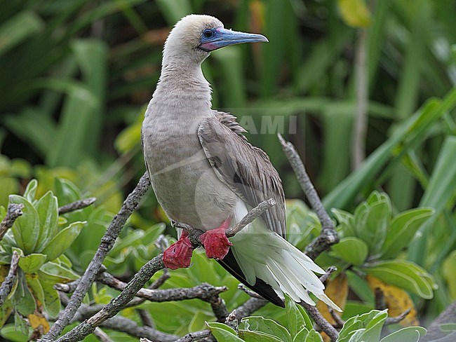 Adult Red-footed Booby, Sula sula, in French Polynesia. stock-image by Agami/James Eaton,