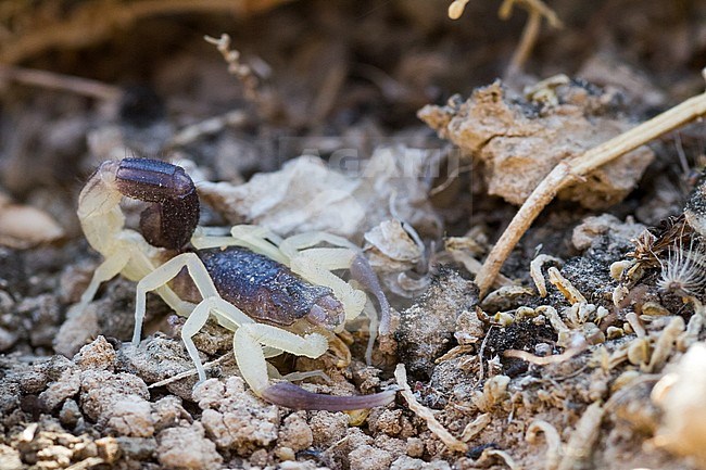 Hottentotta jayakari salei, Oman stock-image by Agami/Ralph Martin,