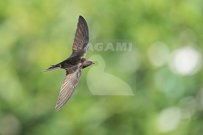 Common Swift (Apus apus) flying agains green background in Bulgaria. stock-image by Agami/Marcel Burkhardt,