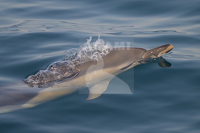 Common dolphin (Delphinus delphis), appearing on the surface and expiring, with the sea as background. stock-image by Agami/Sylvain Reyt,