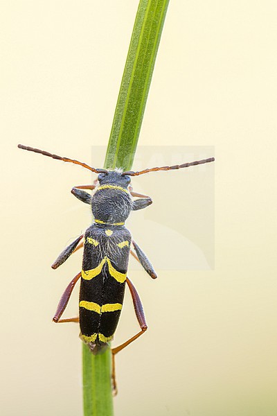 Clytus lama - Schmalfühleriger Widderbock, Germany (Baden-Württemberg), imago stock-image by Agami/Ralph Martin,