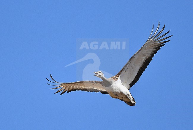 Great Bustard (Otis tarda) in flight during autumn in the Iberian peninsula. stock-image by Agami/Laurens Steijn,