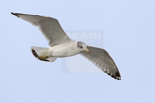 Gabbiano di Pallas; Great Black-headed Gull; Ichthyaetus ichthyaetus stock-image by Agami/Daniele Occhiato,