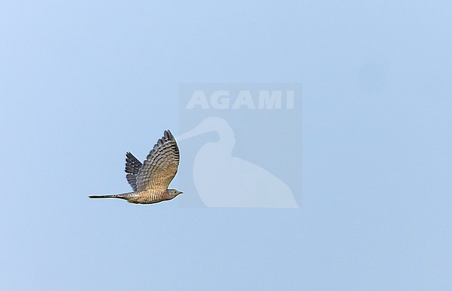 Common Hawk-Cuckoo )Hierococcyx varius) in flight in northern India. stock-image by Agami/Marc Guyt,