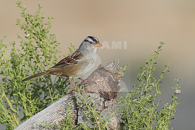 Adult 
Santa Barbara Co., CA
November 2022 stock-image by Agami/Brian E Small,