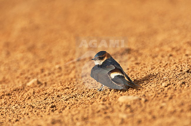 Tired Red-rumped Swallow sitting on the ground in the Middle East during spring migration. stock-image by Agami/Marc Guyt,