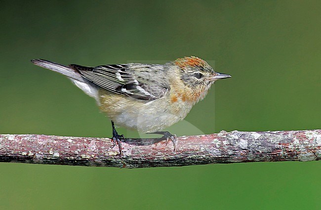 Adult female breeding
Galveston Co., TX
May 2005 stock-image by Agami/Brian E Small,