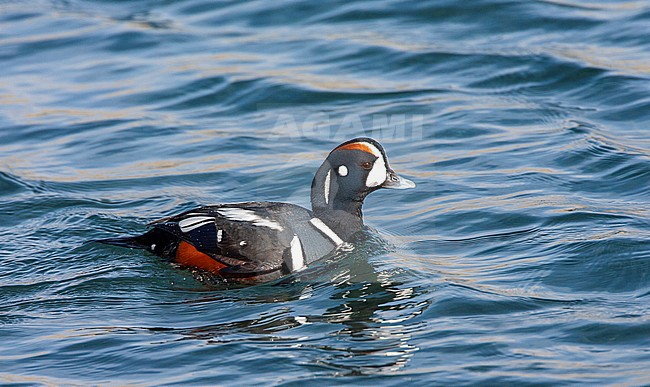 Male Harlequin Duck (Histrionicus histrionicus) along the coast of Hokkaido in Japan. Swimming in a harbour. stock-image by Agami/Marc Guyt,