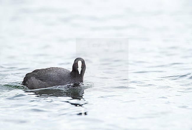 Australian Common Coot (Fulica atra australis) swimming in a lake in New Zealand. stock-image by Agami/Marc Guyt,