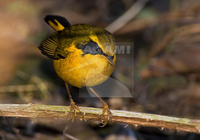 Wintering male Golden Bush Robin, Tarsiger chrysaeus, at Sat Tal, india. stock-image by Agami/Marc Guyt,