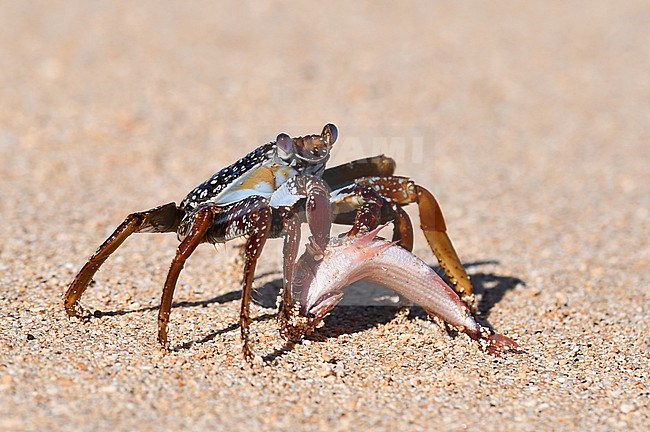 Crab species on a beach on Ascension Island with a caught fish as prey stock-image by Agami/Laurens Steijn,