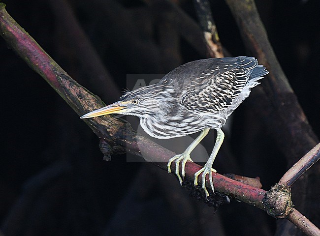 Endemic immature Lava Heron (Butorides sundevalli) on the Galapagos islands. Fishing along the coast. stock-image by Agami/Laurens Steijn,