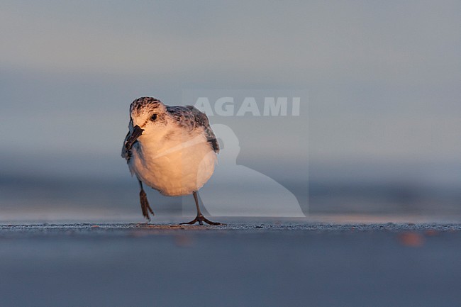 Sanderling - Sanderling - Calidris alba, Germany, 1st cy stock-image by Agami/Ralph Martin,
