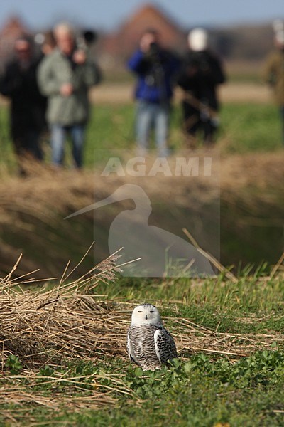 Verdwaalde Sneeuwuil op Texel; Vagrant Snowy Owl on Texel stock-image by Agami/Chris van Rijswijk,