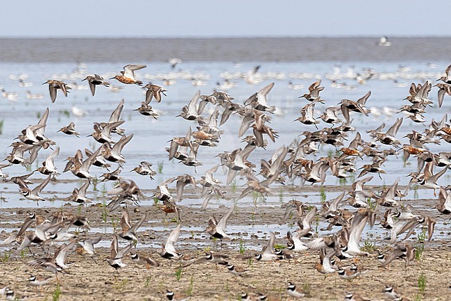A mixed group of Curlew Sandpiper, Dunlin's and Common Ringed Plover is taking off from a muddy shore at the Waddensea. stock-image by Agami/Jacob Garvelink,